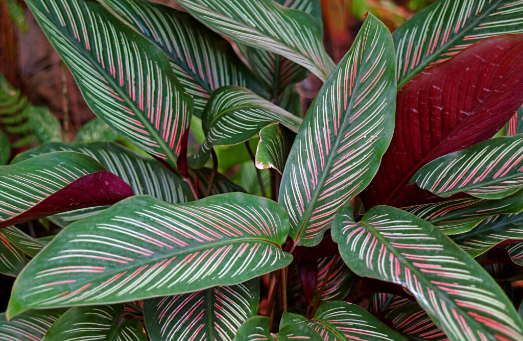 Calathea Ornata