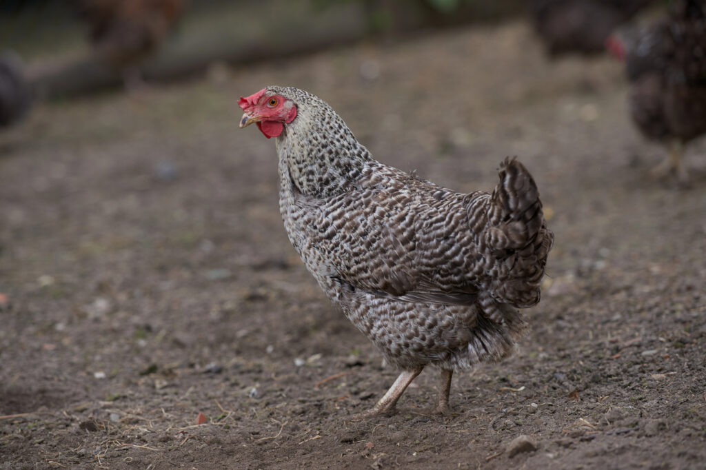 California Grey Chickens: What to Know About This Hardy Breed 1 California Grey Chicken