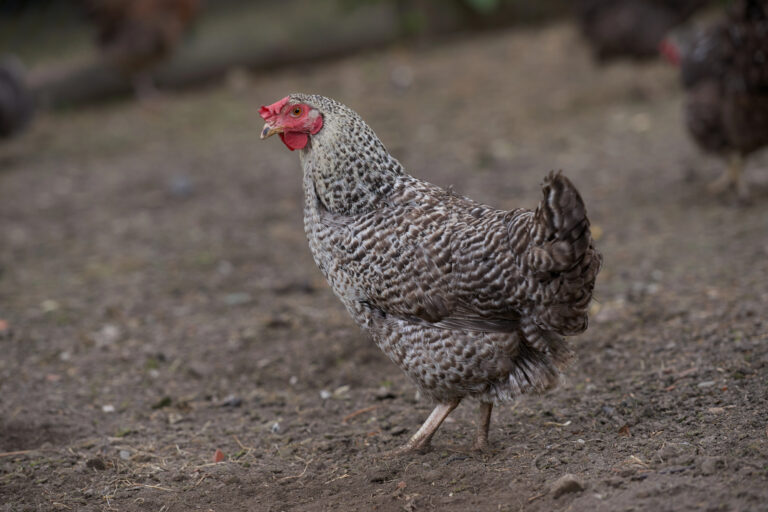California Grey Chickens: What to Know About This Hardy Breed