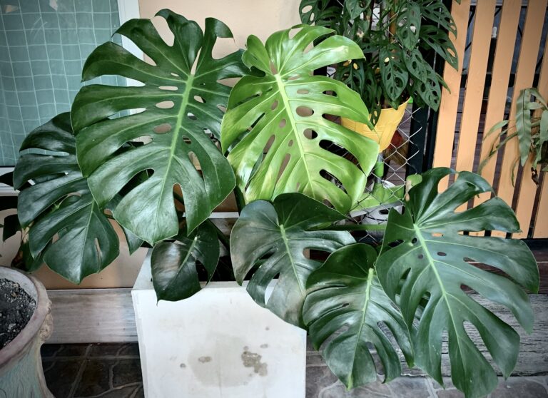 Simple Ways to Bring a Struggling Houseplant Back to Life at Home