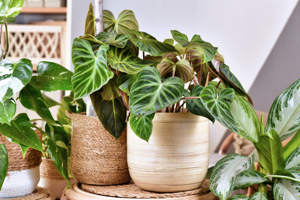 Houseplant Hacks That Actually Work, Even If You’ve “Killed Every Plant Before This” 2 houseplants