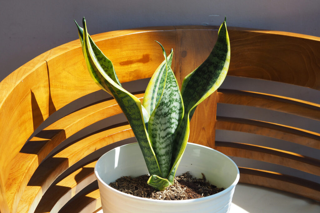 These houseplants thrive in just about any space regardless of light, corners, or conditions 1 snake plant