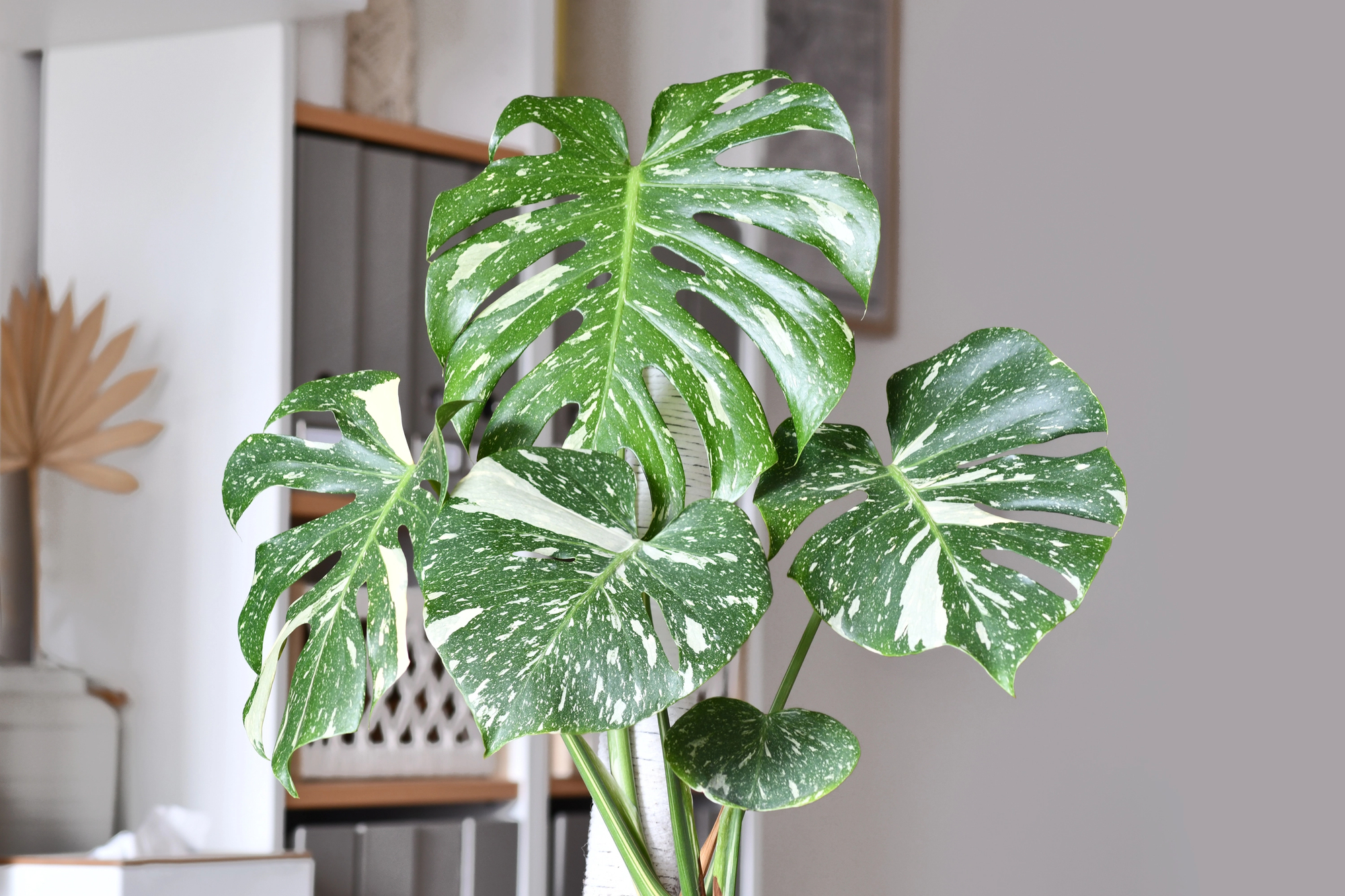 Subtle signs your houseplants are stressed from overwatering (even if they seem healthy)