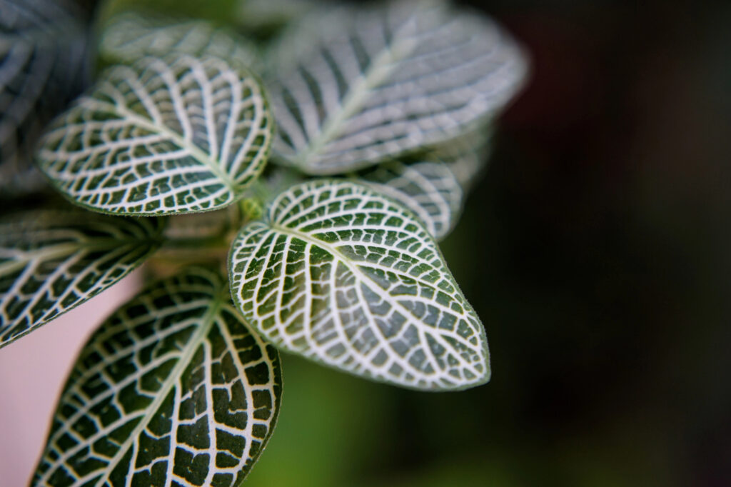 Winter Is Hard on Houseplants—If Yours Are Struggling, This Is What They Need Right Now 1 nerve plant