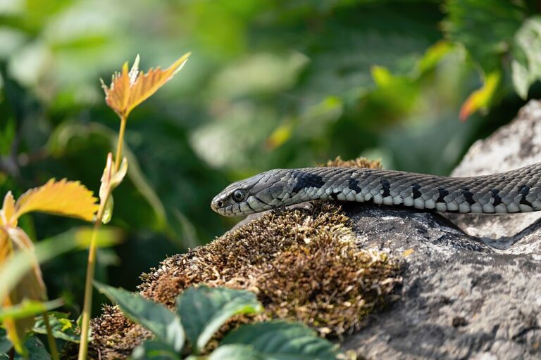 12 Plants That May Attract Snakes to Your Yard
