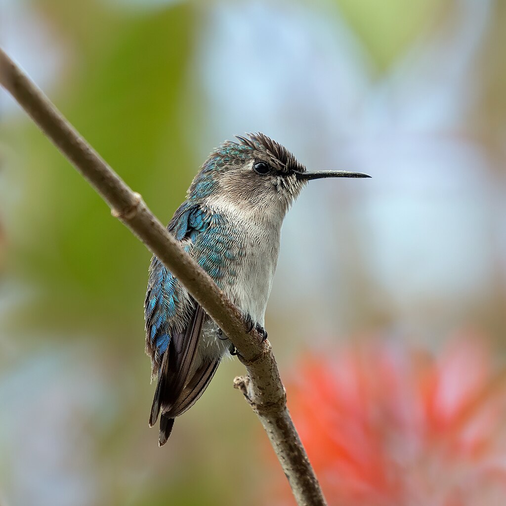 These Bright, Nectar-Rich Flowers Will Attract Hummingbirds to Your Garden