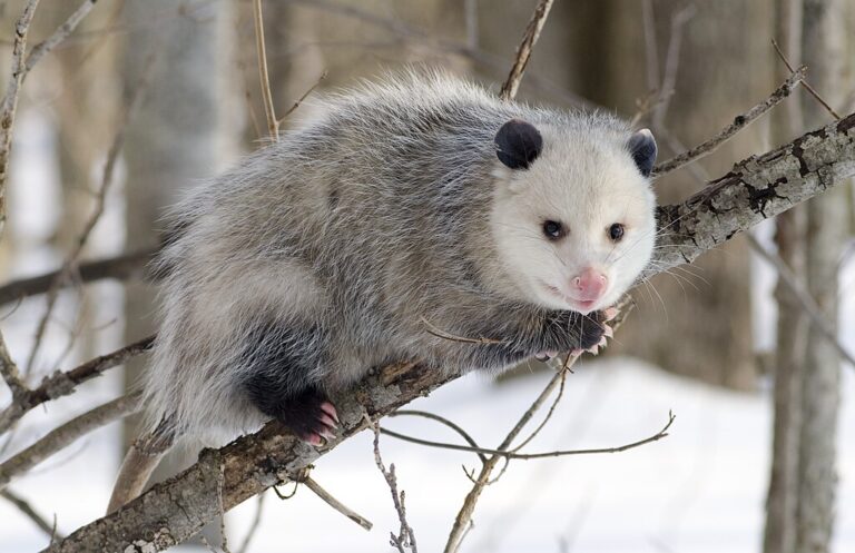 Opossums Get a Bad Rap — Here’s Why They’re Worth Protecting
