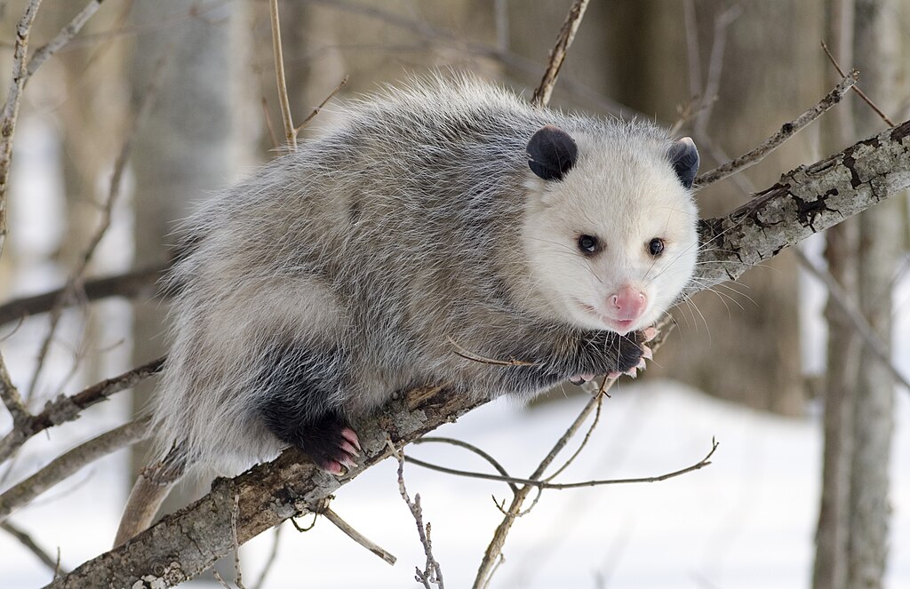Opossum