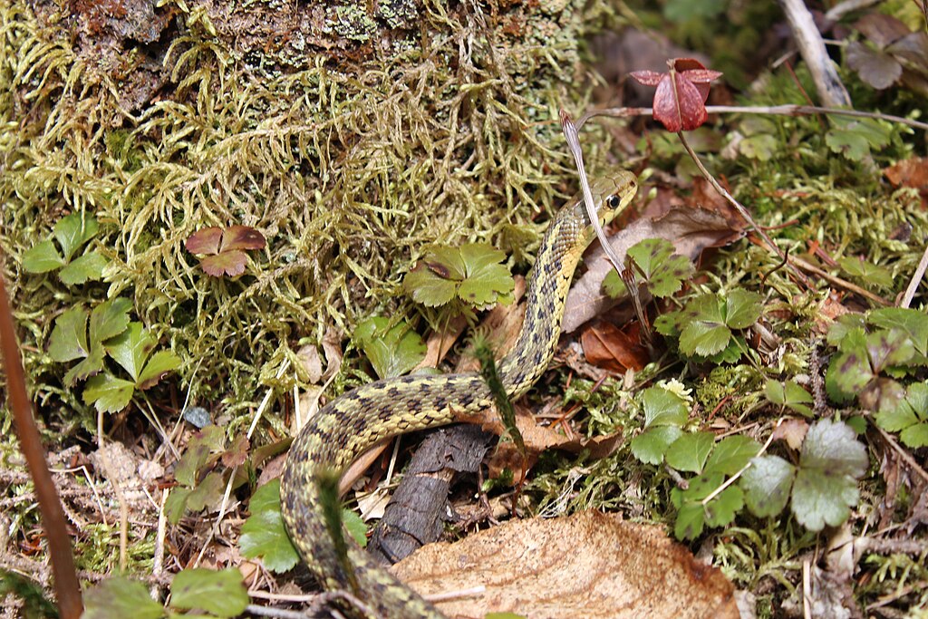 12 Scents That May Encourage Snake Activity in Your Yard 1 snakes