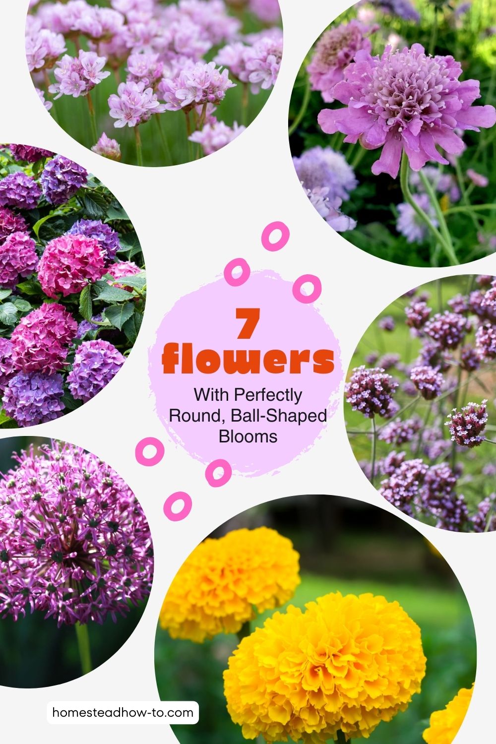 Spring Flower Ball Shape 7 Flowers With Perfectly Round, Ball-Shaped Blooms