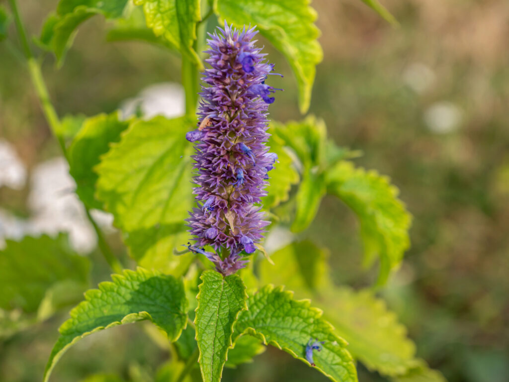 16 Underrated Plants That Support Bees, Butterflies, and Other Beneficial Insects 1 Anise Hyssop (Agastache foeniculum)