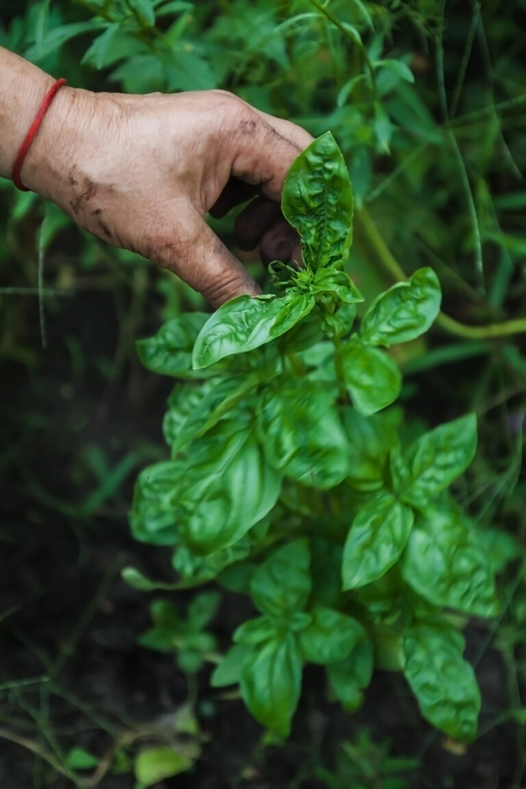 Harvesting Basil Is the Easy Part—Here’s How to Preserve and Store It Properly