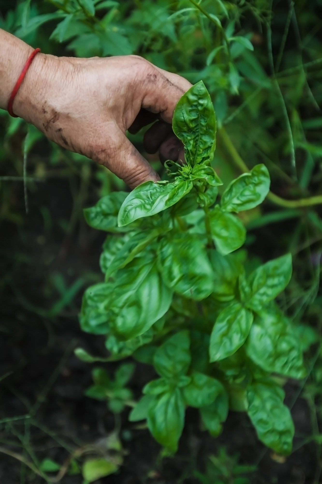 harvesting basil
