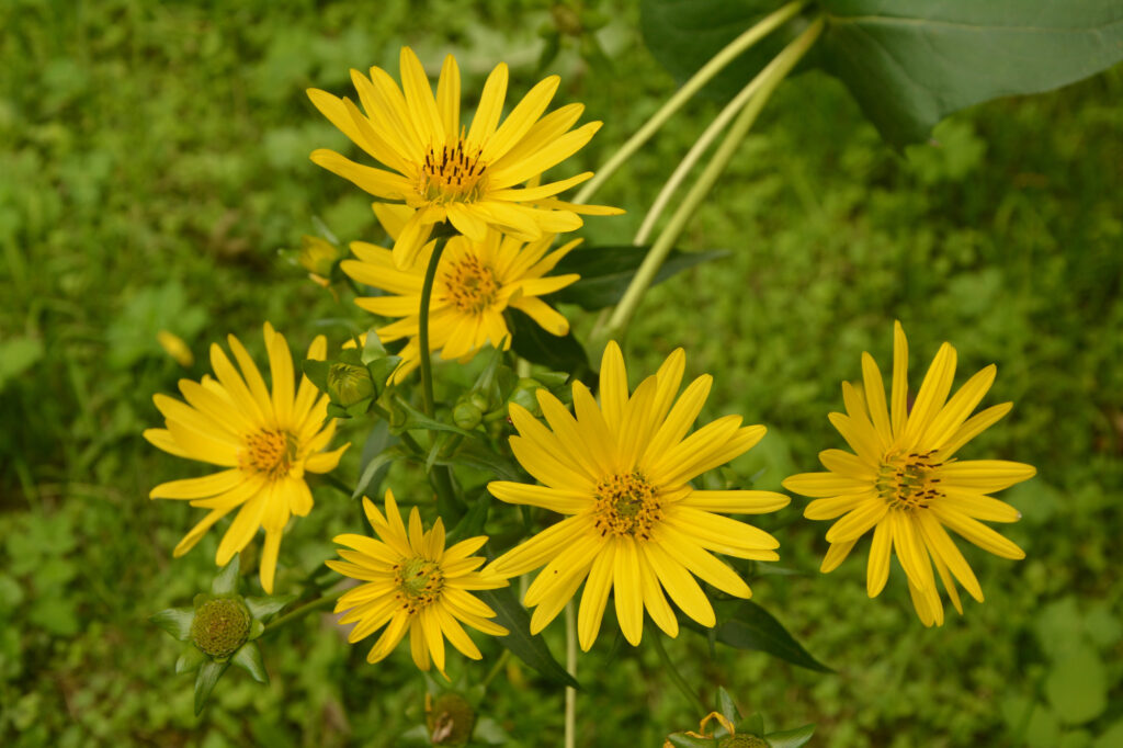 16 Underrated Plants That Support Bees, Butterflies, and Other Beneficial Insects 3 Cup Plant (Silphium perfoliatum)