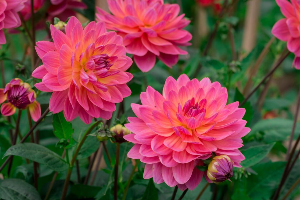 15 Plants That Produce Impressively Large Flowers 1 Emory Paul Giant Dinnerplate Dahlia