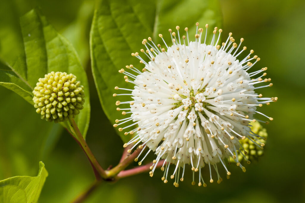 16 Underrated Plants That Support Bees, Butterflies, and Other Beneficial Insects 2 Flower or Cephalanthus occidentalis, known also as Button bush