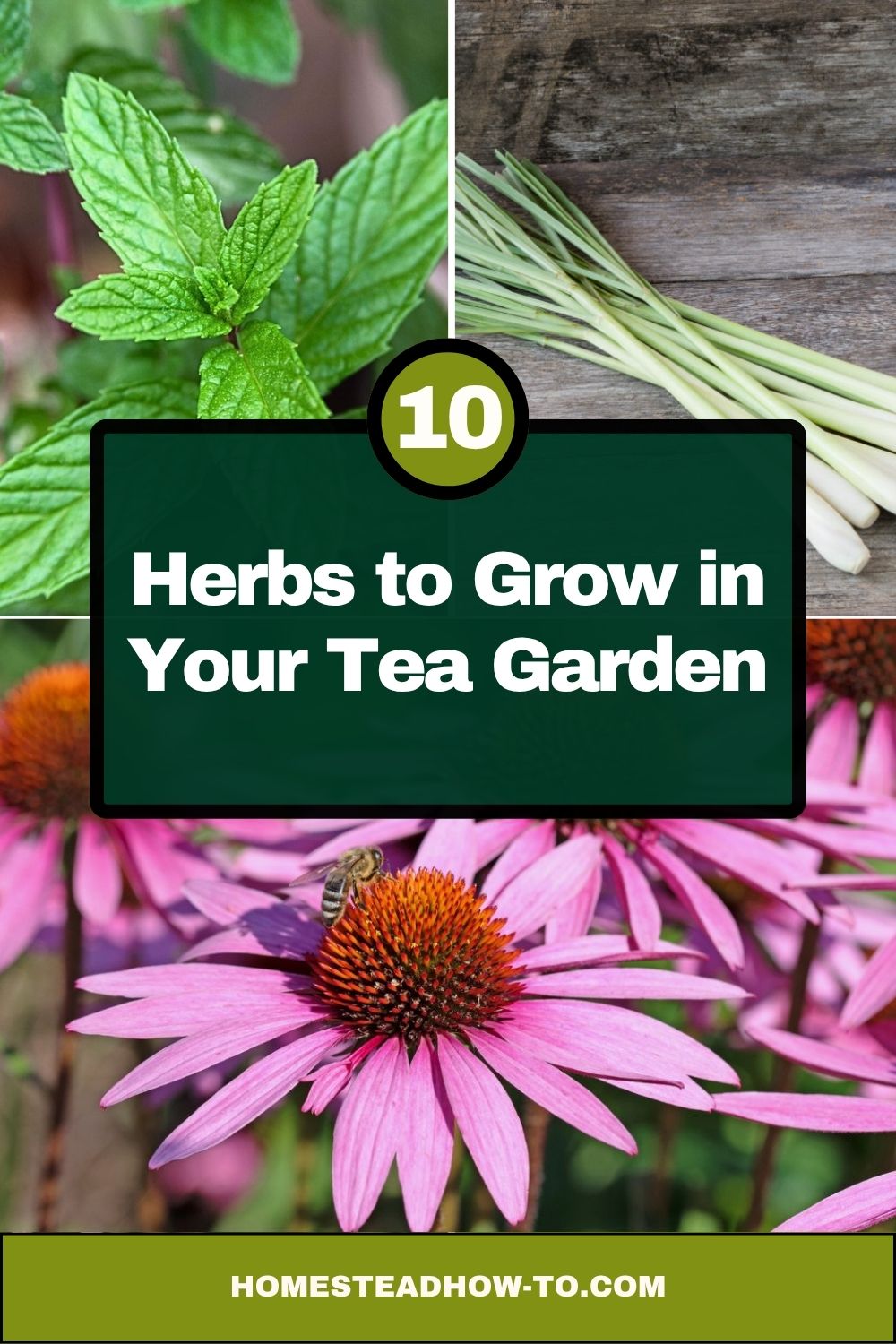 10 Herbs To Grow In Your Tea Garden