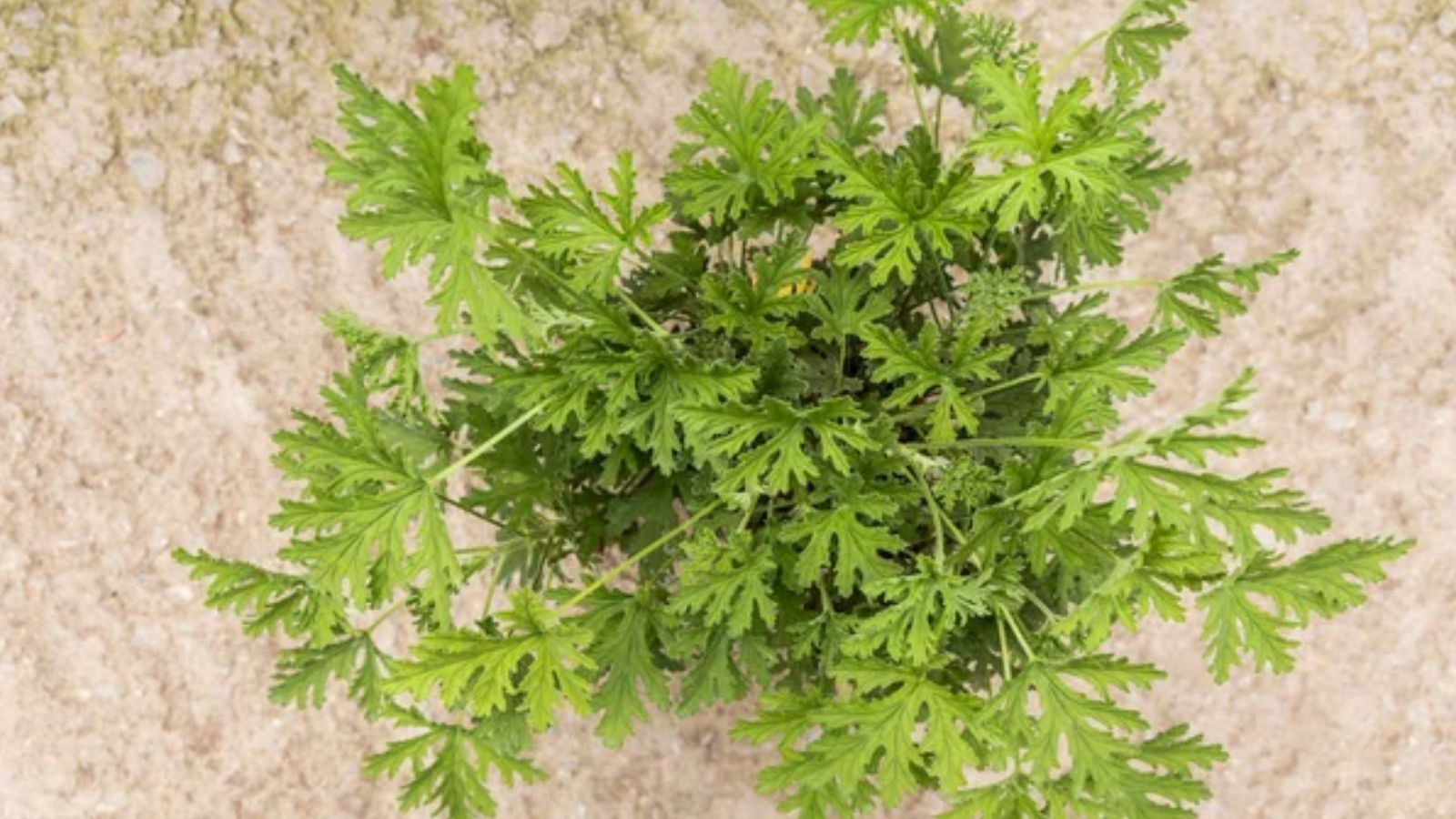 12 Plants That Naturally Repel Mosquitoes (Grow These Now) 1 Citronella Grass