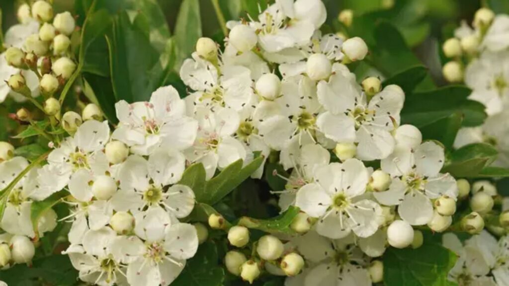 15 Low-Maintenance Native Plants That Can Grow Without Much Sun 1 Common Hawthorn