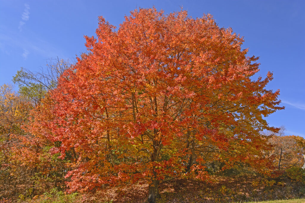 11 Trees That Give You Sap for Syrup Right from Your Yard 1 Sugar Maple (Acer saccharum)