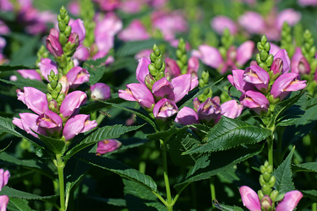 18 Shade-Loving Plants That Grow Quickly With Minimal Sun 1 Turtlehead