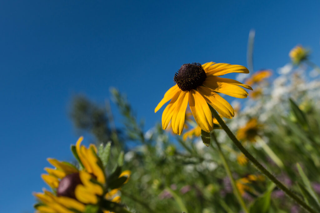 12 Lovely Plants That Make Your Yard a Haven for Bees and Pollinators 1 Black Eye Susan flowers