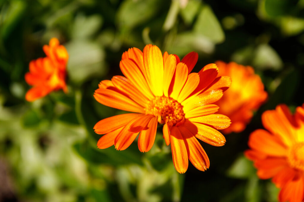 25 Self-Seeding Plants That Keep Your Garden Blooming Without Replanting 1 Calendula