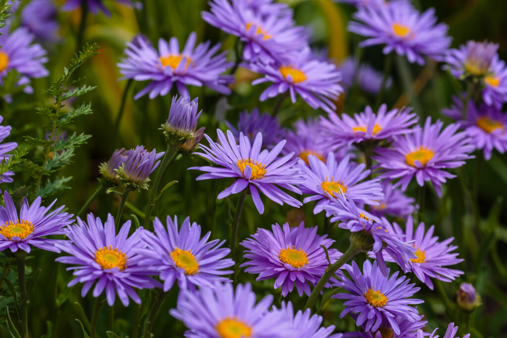 27 Stunning Full-Sun Perennials That Grow More Beautiful With Time 1 Aster (Aster spp.)
