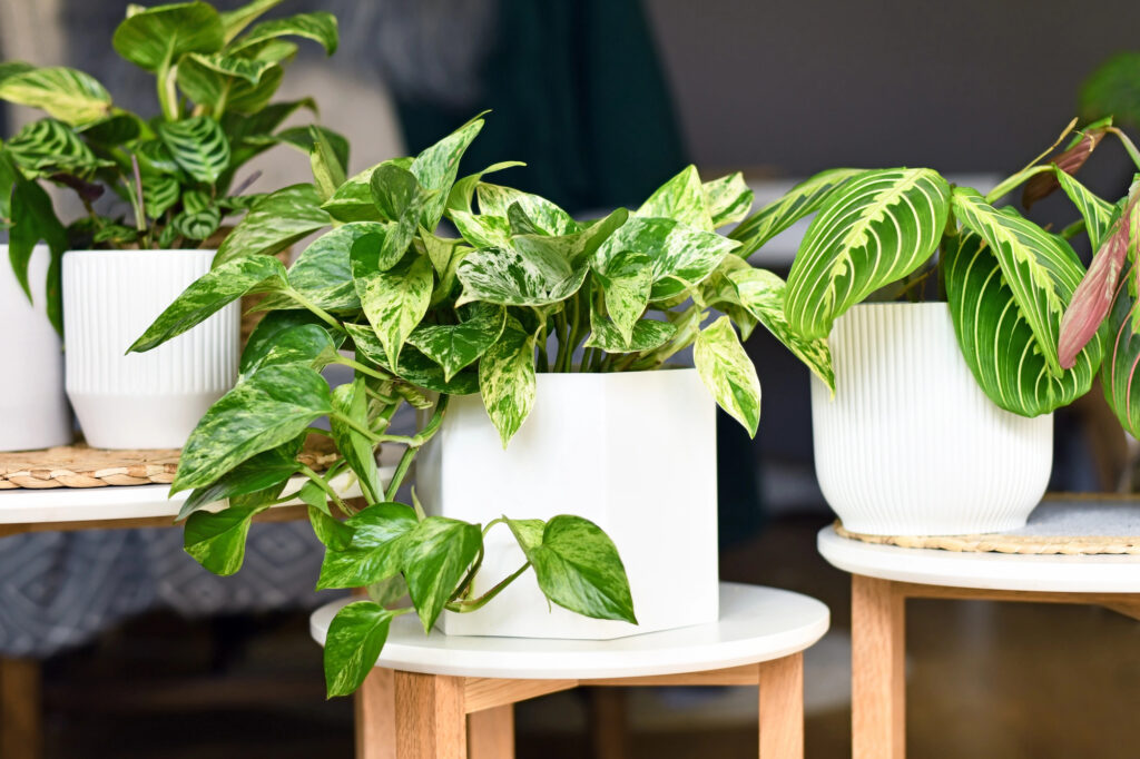 14 Ways to Improve Drainage and Keep Soil from Getting Soggy 1 houseplants