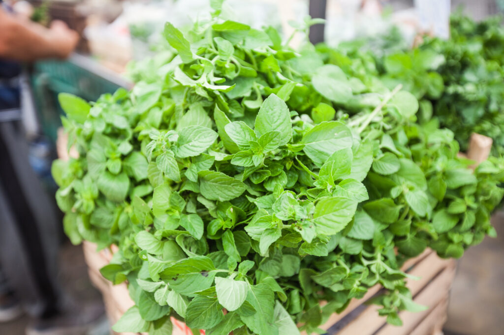 Herbs That Flourish in Limited Space: 12 Window Box Favorites 2 Mint (Mentha)
