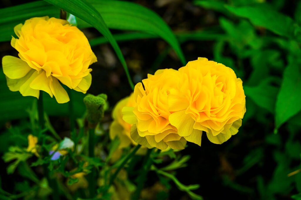 These Gorgeous Flowers Look Just Like Roses and Make Beautiful Additions to Any Garden 1 persian buttercup flowers