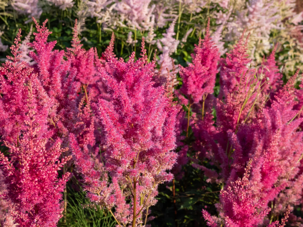 14 Perennials That Stay Beautiful Even With Deer Around 1 Hybrid Astilbe