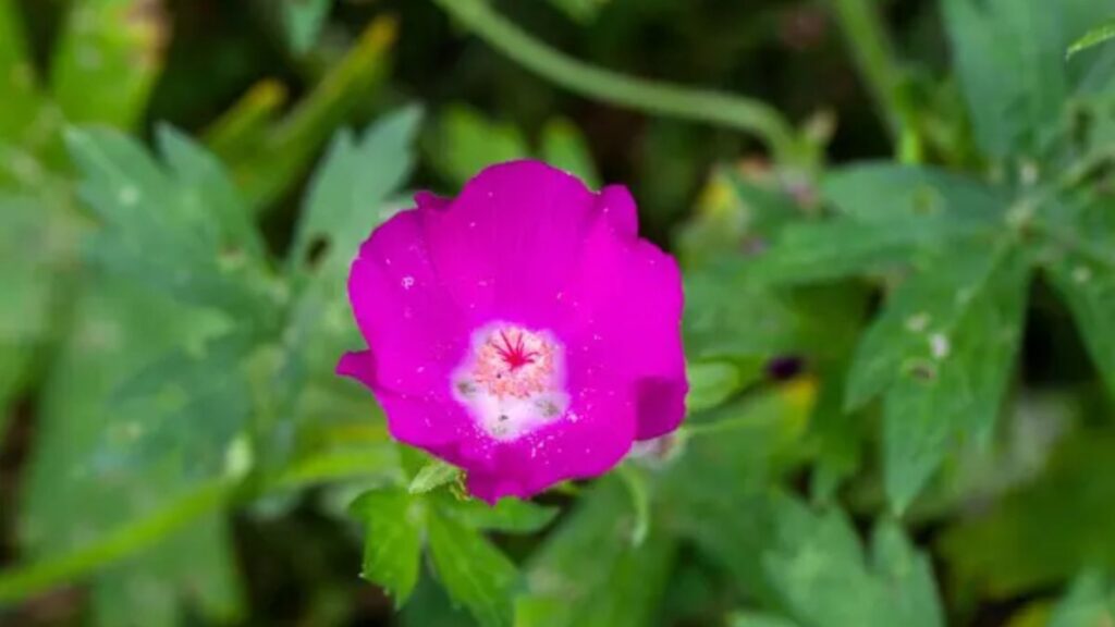 8 Eye Catching Cup Shaped Flowers You’ll Want to Grow 3 Purple poppy-mallow (Callirhoe involucrata)