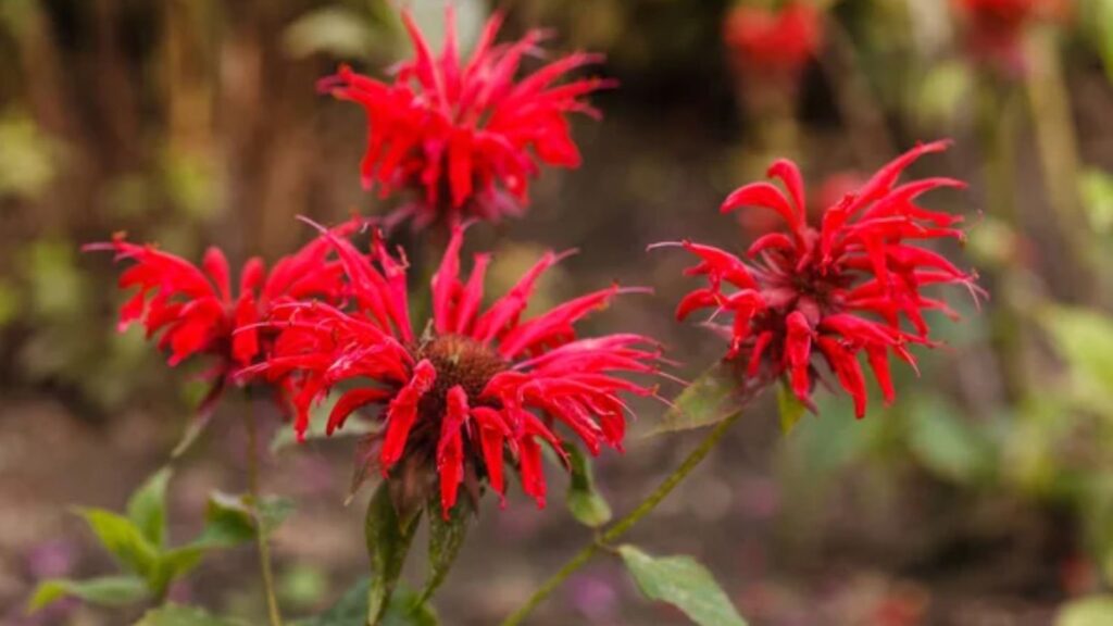 Easy Ways to Turn Your Garden into a Hummingbird Haven 1 Tall red flowers of Monard bee balm in the summer garden.