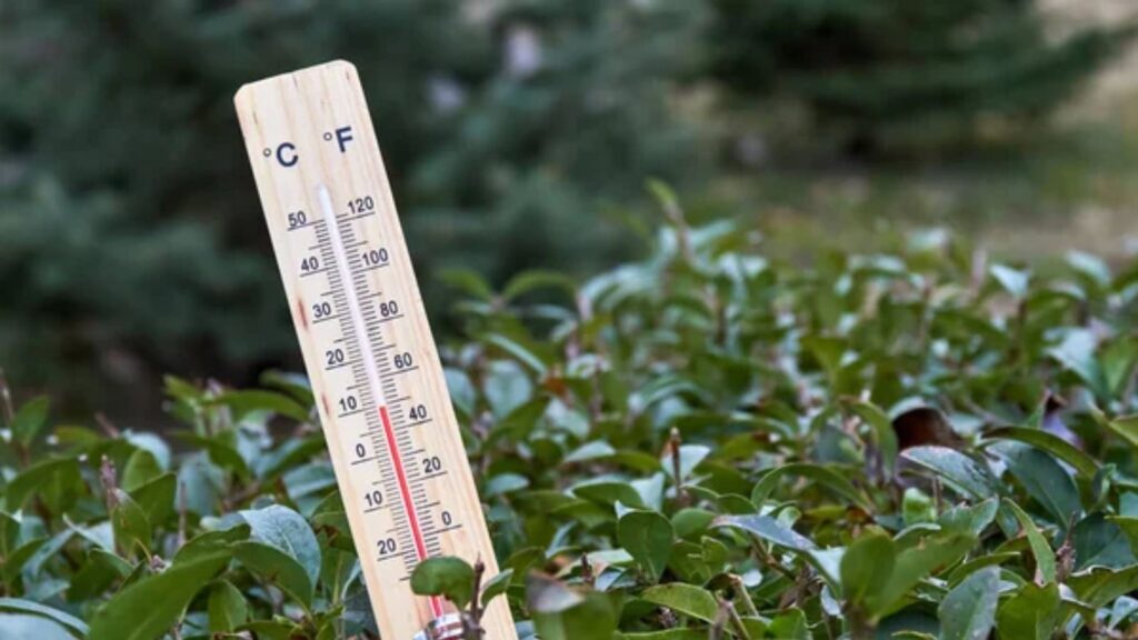 Why Your Tomatoes Aren’t Ripening (and What to Do About It) 1 extreme temperature