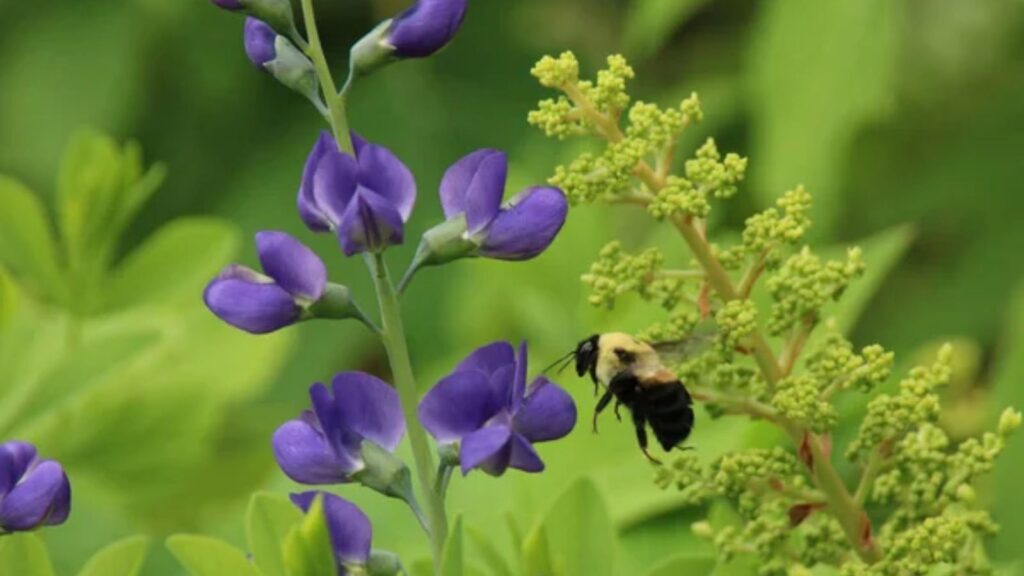 14 Colorful Plants You Can Grow and Use for Natural Dyeing at Home 1 false indigo