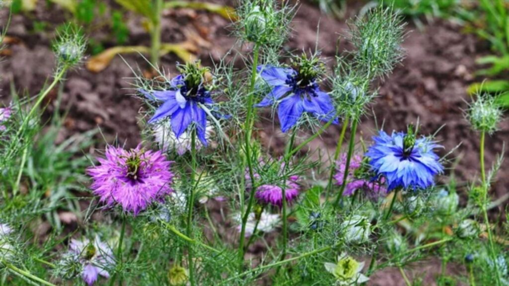 11 Annual Flowers That Bloom Quickly and Liven Up Your Yard 1 love in the mist