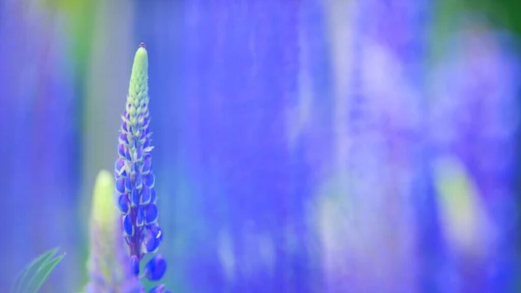 11 Blue Perennial Flowers That Stand Out in the Garden 1 Lupins growing wild and flowering