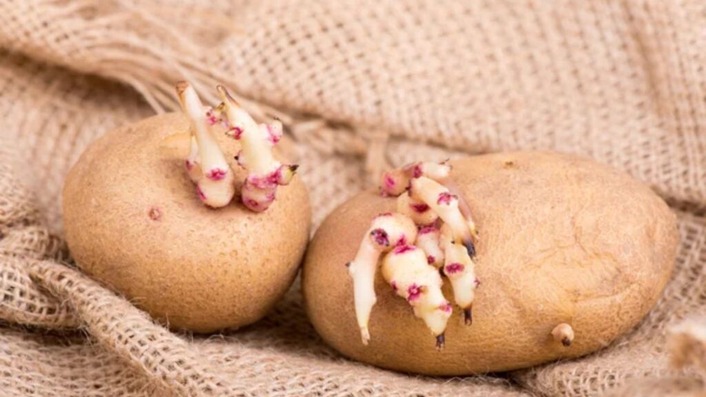 potato sprouting