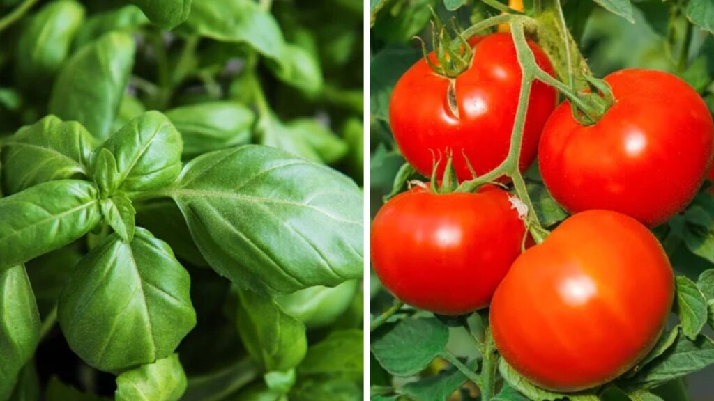 14 Vegetables That Thrive Side by Side in Raised Beds 1 tomato and basil side by side