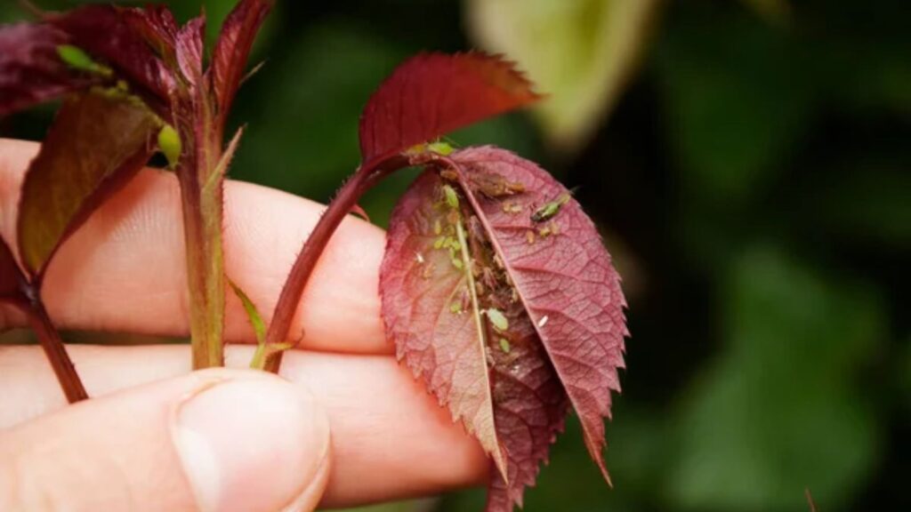 How to Figure Out Why Your Tomato Leaves Are Turning Yellow 1 A female gardener examines a plant infected with aphids