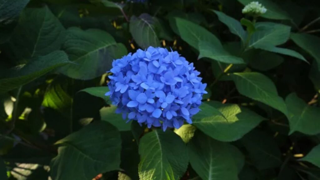 Blue hydrangea blossoms