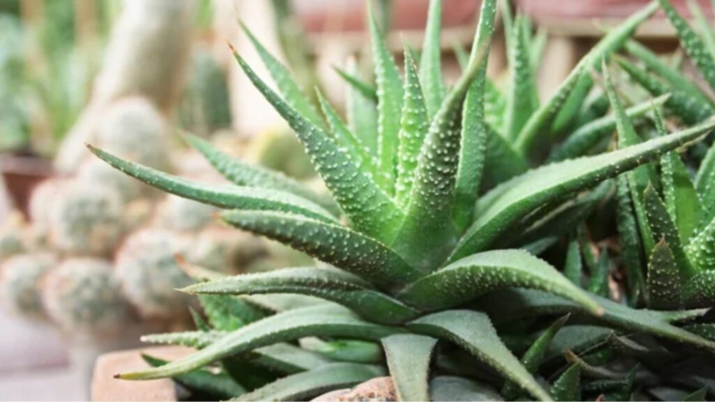 15 Beautiful Succulents to Create a Picture-Perfect Outdoor Space 1 Haworthia