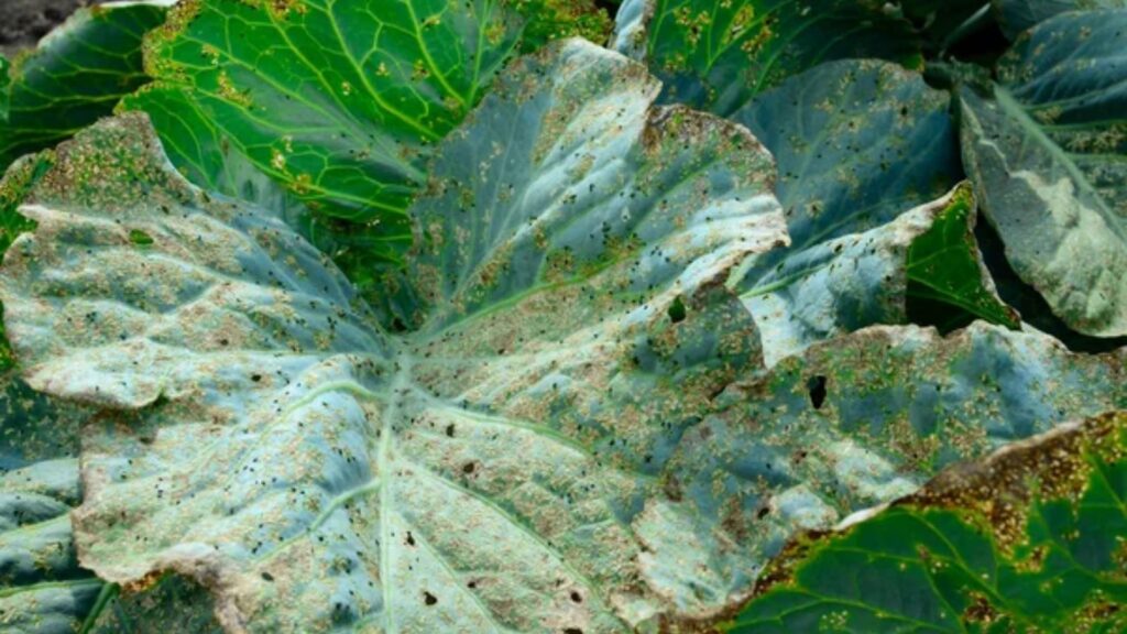 12 Common Pests and Problems Affecting Kale and Cabbage 1 aphids on cabbage