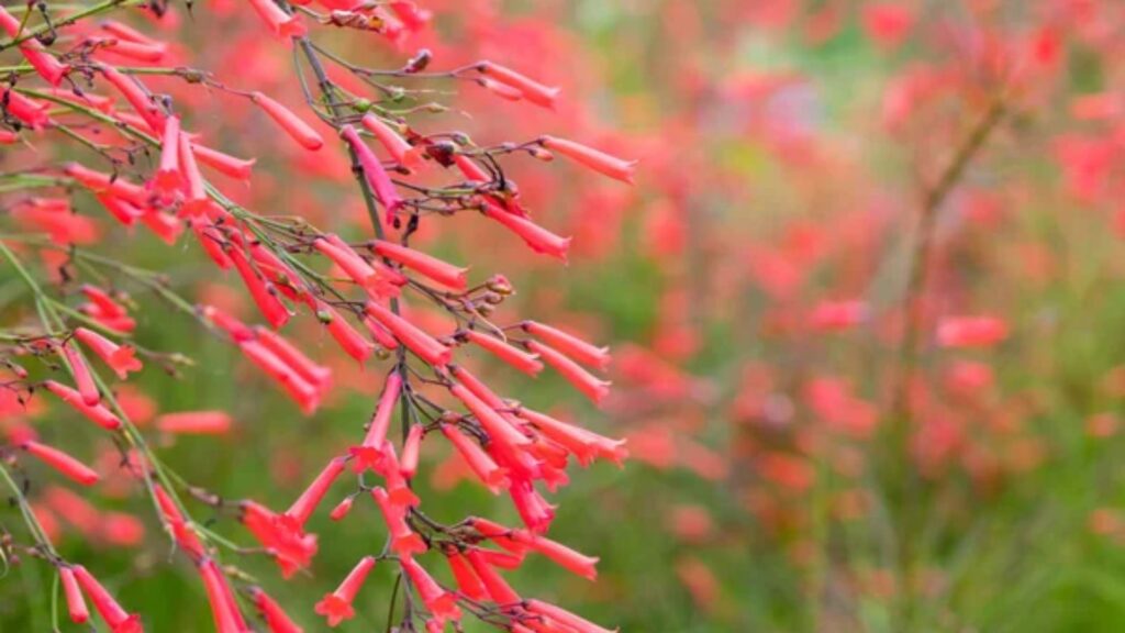 14 Plants That Keep Your Garden Looking Nice Even Without Flowers 1 coral bells