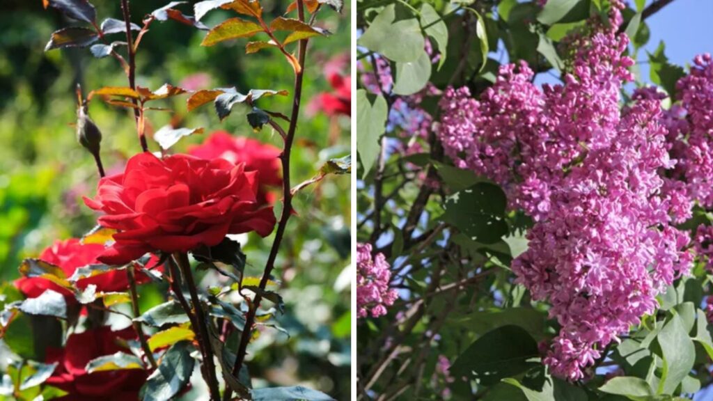 Plants That Don’t Grow Well Side by Side in the Perennial Garden 1 roses and lilacs