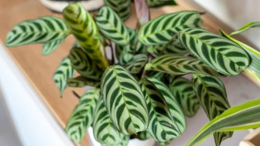 Prayer Plant