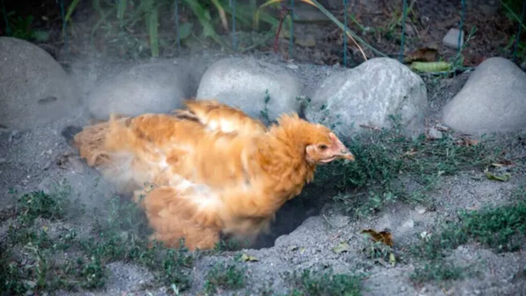 12 Clever Ways to Recycle Wood Ash Instead of Throwing It Away 1 animal dust bath