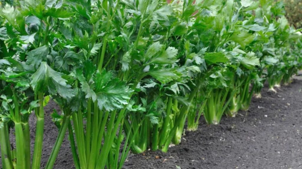 celery