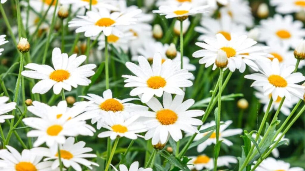 Catnip Isn’t Picky—But These 15 Plants Grow Especially Well With It 1 chamomile